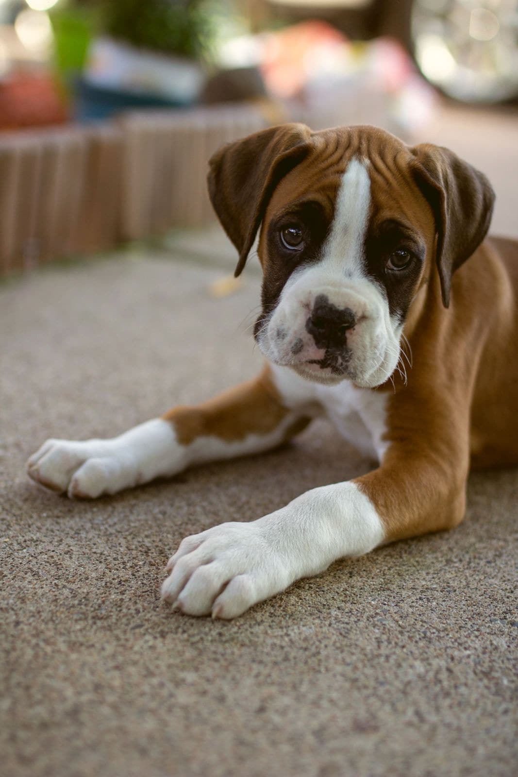 A boxer puppy lying on a carpet