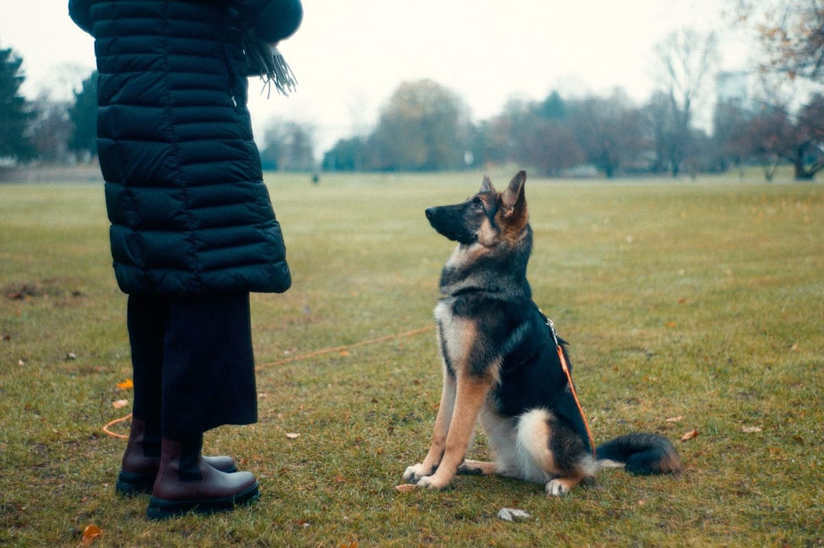 A German Shepherd sits attentively at a trainer’s feet in a park