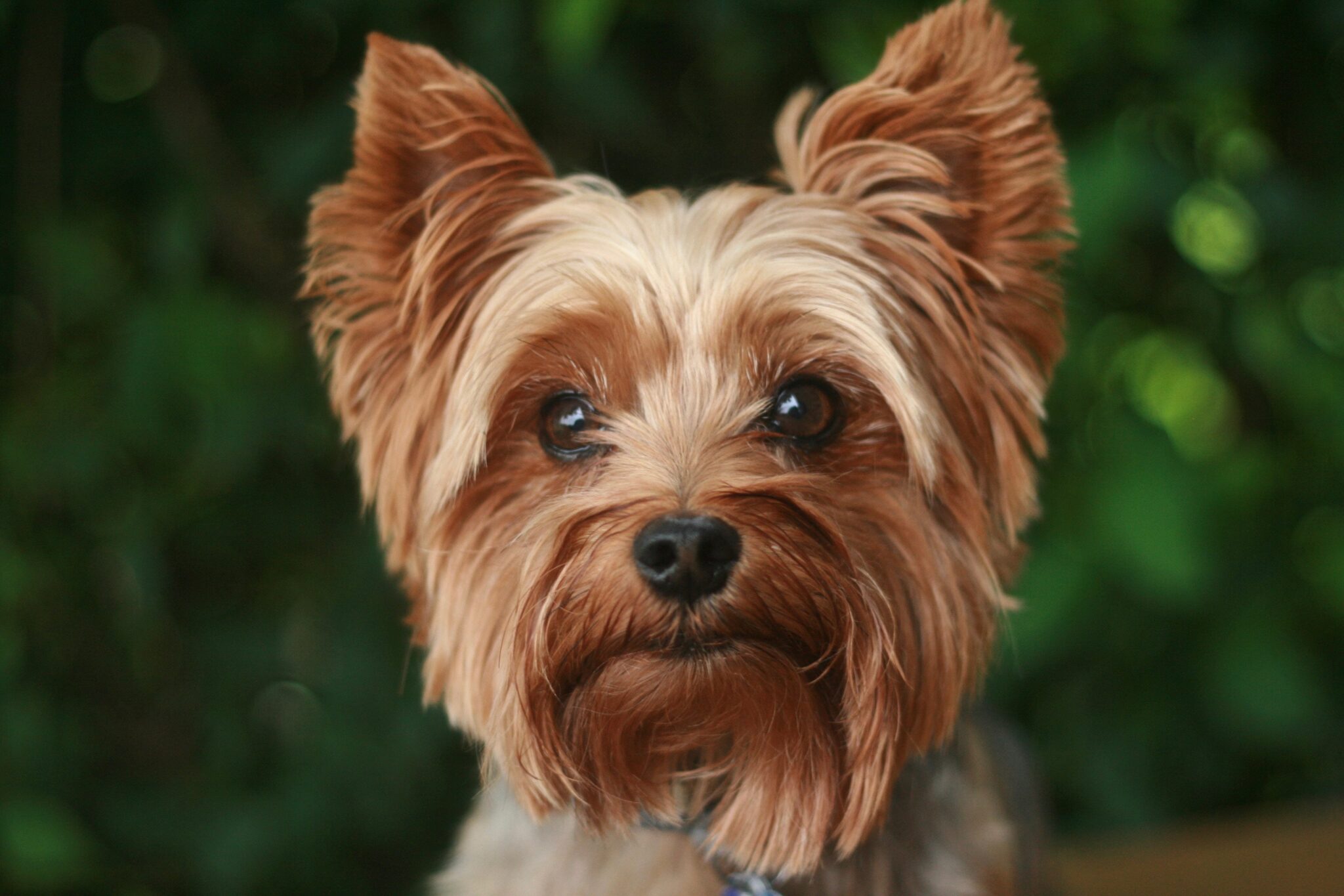 A Complete Guide to Yorkshire Terriers: History, Characteristics, and ...