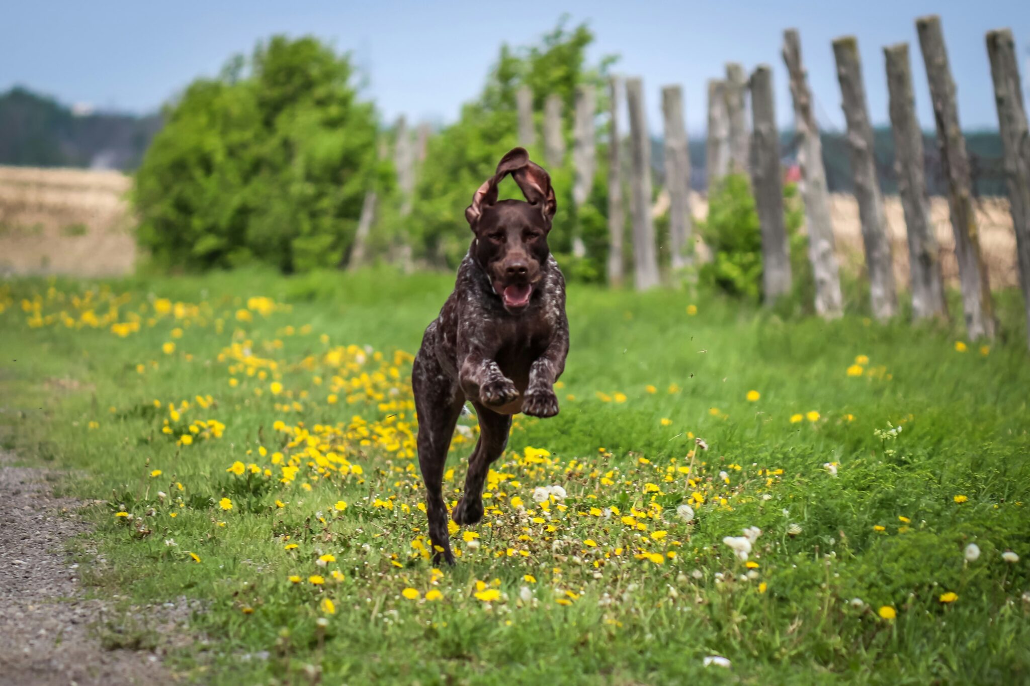 Why German Shorthaired Pointers Are Great For First-Time Dog Owners